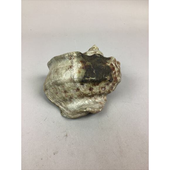 Medium-Large Sized Natural Conch Seashell - Picture 3 of 6
